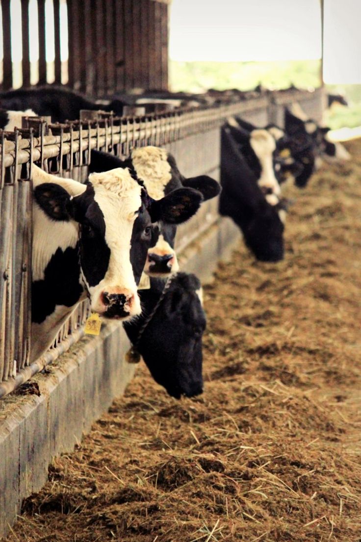 Ethical Desi cow care